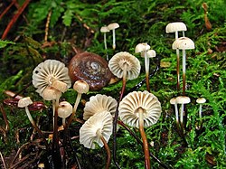 Rõngasnööbik (Marasmius rotula)