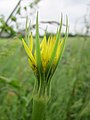 Großer Bocksbart (Tragopogon dubius)