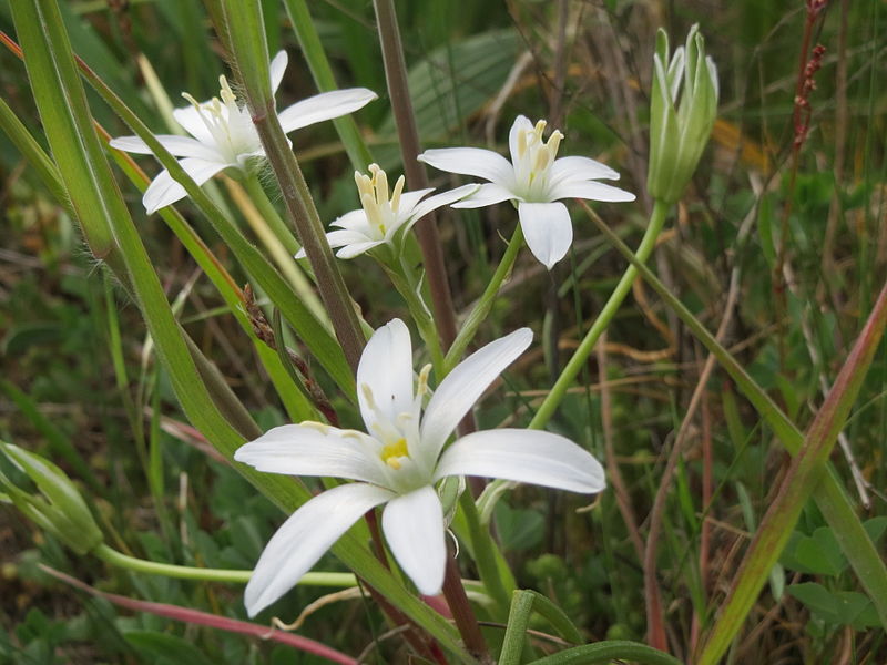 File:20140420Ornithogalum umbellatum2.jpg