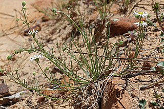 <i>Erigeron canaani</i> Species of flowering plant