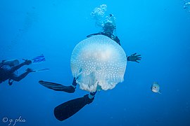 Jellyfish