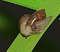 Schlanke Bernsteinschnecke - Oxyloma elegans, Paarung