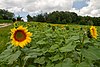 Sunflowers in Ukraine
