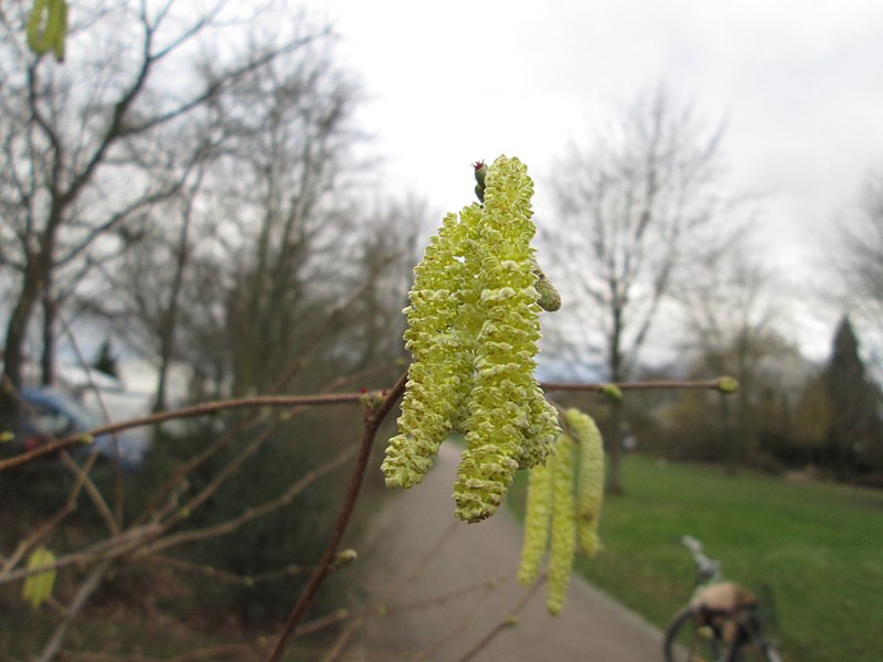 File:20180129Corylus avellana1.jpg