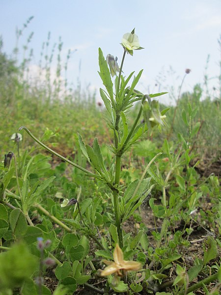 File:20190525Viola arvensis.jpg