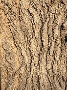 bark