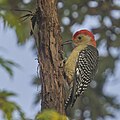 Red-bellied woodpecker