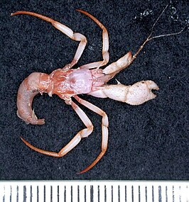 Parapagurus richeri