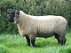 7 Monate altes Suffolk Ram Lamb.JPG