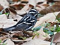 9 Black-and-white Warbler.jpg