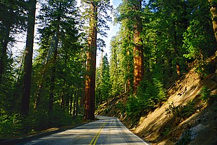 316px-A014%2C_Sequoia_National_Park%2C_C