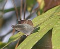 Apefly from North Bengal, India with wings partly open