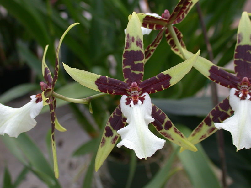 File:A and B Larsen orchids - Brassidium Wild Warrior Chieftain DSCN4442.JPG