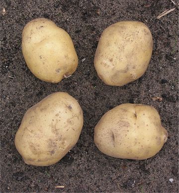 File:Aardappel 'Parel' (Solanum tuberosum).jpg