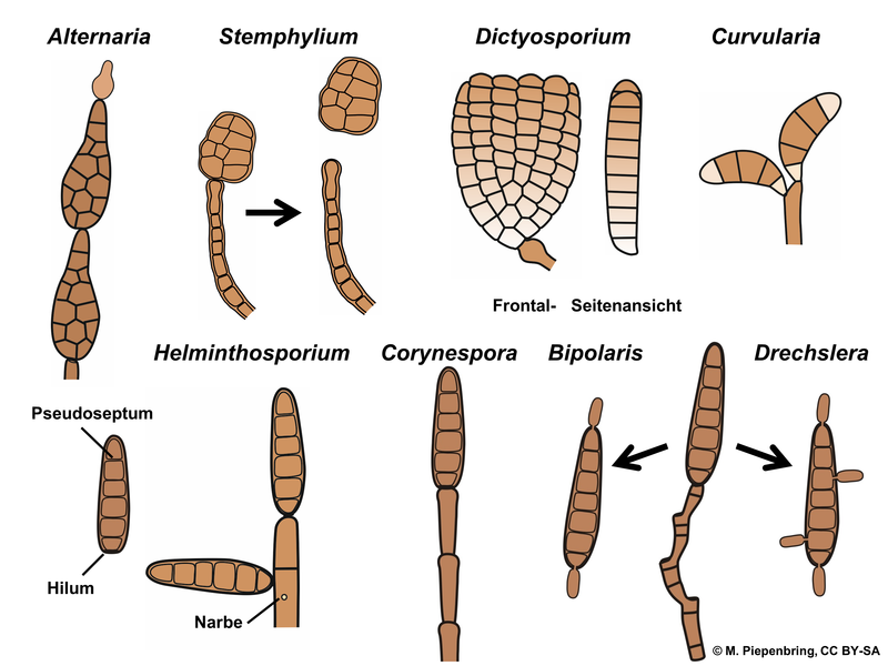 File:Abb3.109 Ascomycota Pleosporales Hyphomycetes Alternaria Stemphylium Helminthosporium Cuvularia Bipolaris 2021 (M. Piepenbring).png