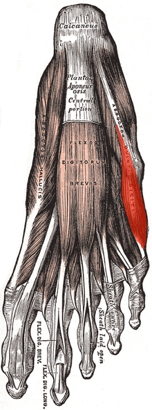 בתמונה: מבט תחתון על השכבה השטחית של שרירי כף רגל ימין