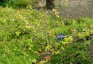 Abeliophyllum distichum.