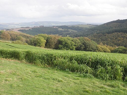 Above Combe Sydenham - geograph.org.uk - 4189224