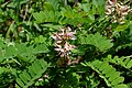 Abrus precatorius leaves & flowers