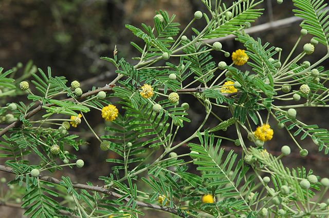 Branche d’Acacia aroma, espèce du genre Acacia
