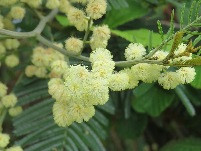 File:Acacia mearnsii - black wattle at Mannavan Shola, Anamudi Shola National Park, Kerala (2).jpg