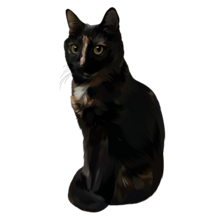 My online avatar, Acecat. Acecat is a black Torte cat.