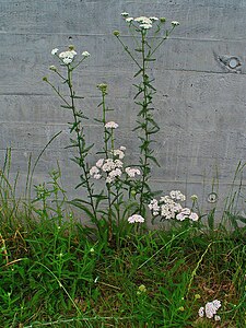 Achillea millefolium