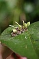 Acianthera cogniauxiana flowers