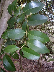 Acmena hemilampra - листья.JPG