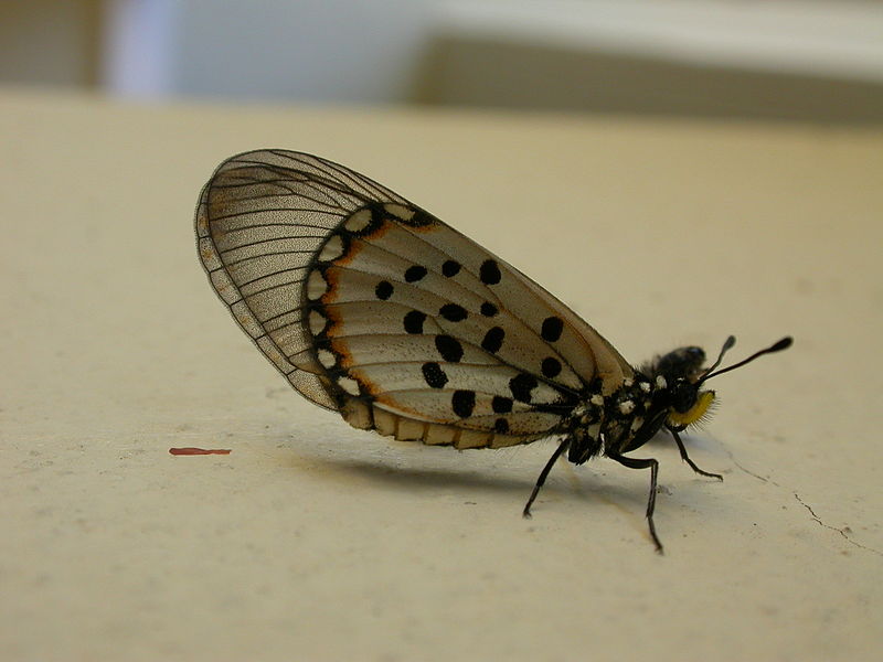 File:Acraea horta (8443616613).jpg