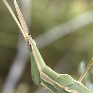 <i>Acrida ungarica</i> Species of grasshopper