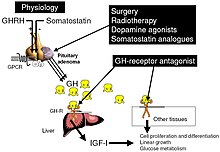 Site of action of the different therapeutic tools in acromegaly. Surgery, radiotherapy, somatostatin analogues and dopamine agonists act at the level of the pituitary adenoma, while GH receptor antagonists act in the periphery by blocking the growth hormone receptor and thus impairing the effects of GH on the different tissues. Acromegaly treatment diagram.JPEG