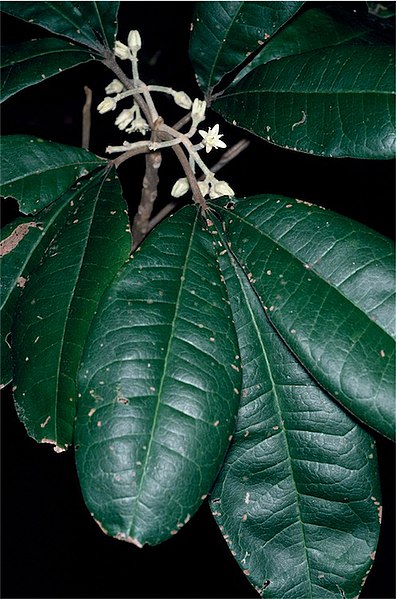File:Acronychia pubescens.jpg