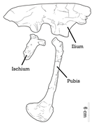 Diagram of the Adasaurus pelvis