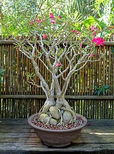 Cultivated bonsai specimen with picturesquely contorted caudex and roots, Florida