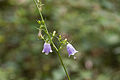 ツリガネニンジン A. triphylla var. japonica