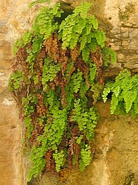 In limestone cliff seep habitat, Judean Desert, Israel. Adiantum01 ST 06.JPG