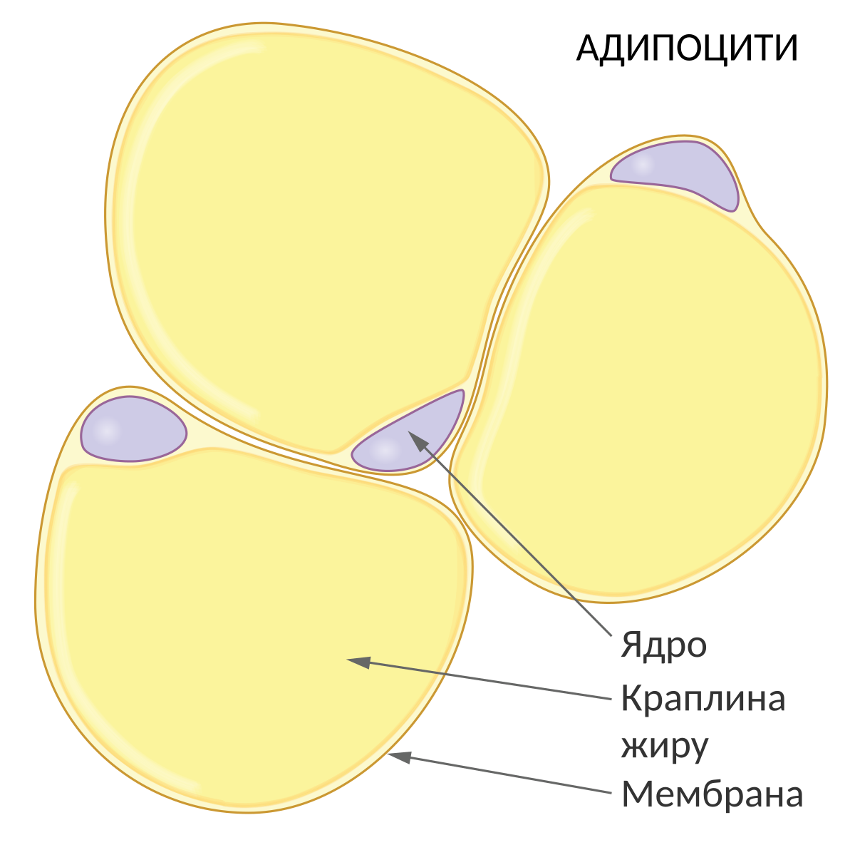Жировая клетка адипоцит. Жировые клетки адипоциты. Жировая клетка строение. Строение адипоцитов.