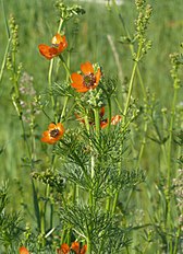 Adonis aestivalis<br/>Germany - Tauberland