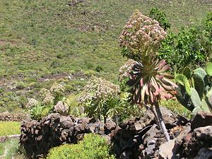 Aeonium urbicum Tenerife 1.jpg