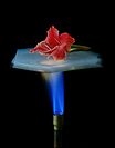 Aerogel thermal insulator protecting a flower from a Bunsen burner