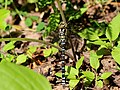 Aeshna cyanea (Muller, 1764)