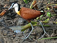 Jacana (Actophilornis africanus) (18.228.451.652) .jpg