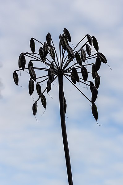 File:Agapanthus 'Senna'. Zaaddozen. (actm) 01.jpg