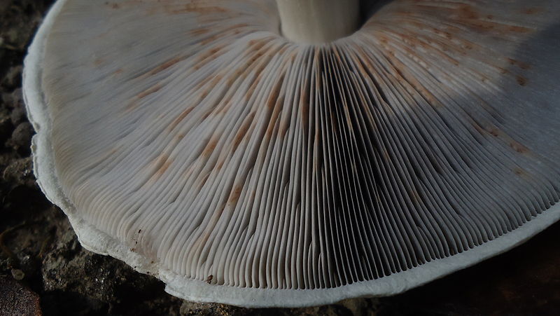 File:Agaricus sp., Atlantic forest, northeastern Bahia, Brazil (6197260477).jpg