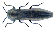 Agrilus betuleti Ratzeburg, 1837.png