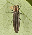 Agrilus cephalicus