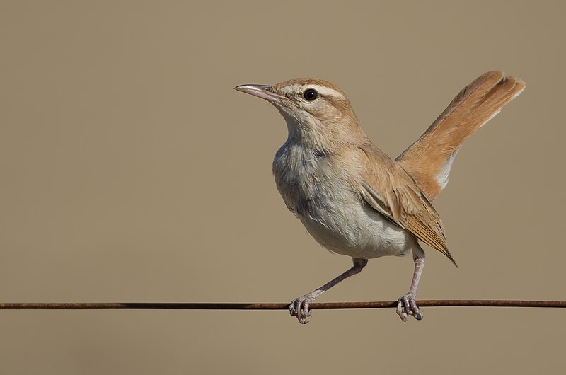 File:Agrobate roux au Parc National de l'Ichkeul (Tunisia).jpg