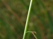 Agrostis capillaris blatt.jpeg