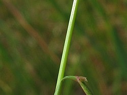 Agrostis capillaris blatt.jpeg